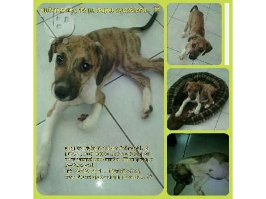 PoulaTo: XAΡΙΖONΤΑΙ 6 KOYTABAKIA KURZHAAR